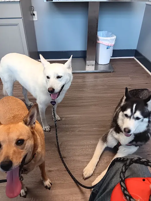 Scottdale Veterinary Clinic Picture 9