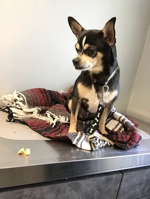 Scottdale Veterinary Clinic Picture 8
