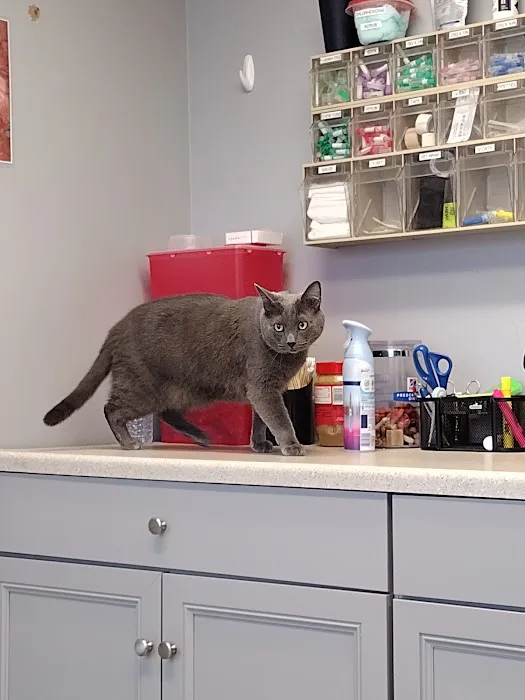 Scottdale Veterinary Clinic Picture 3