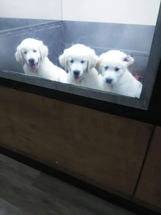 Pat's Pets Picture 4