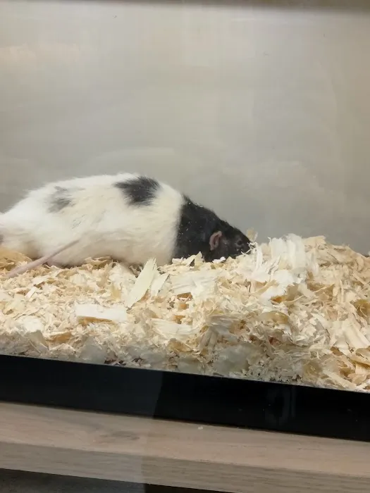 Pat's Pets Picture 6