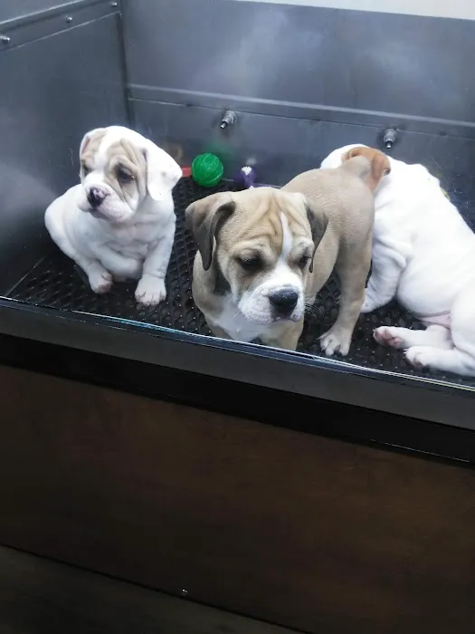 Pat's Pets Picture 5