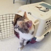 New Stanton Veterinary Service ico