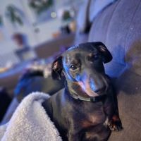 Heart + Paw ico