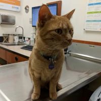 Banfield Pet Hospital ico