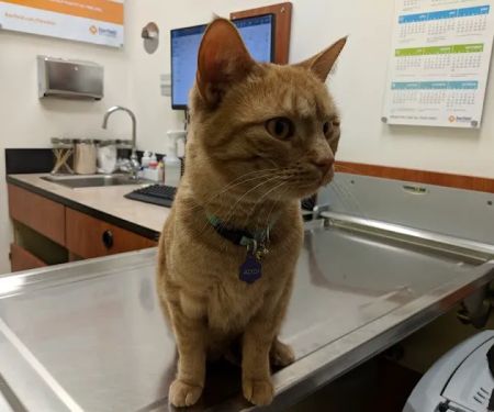 Banfield Pet Hospital