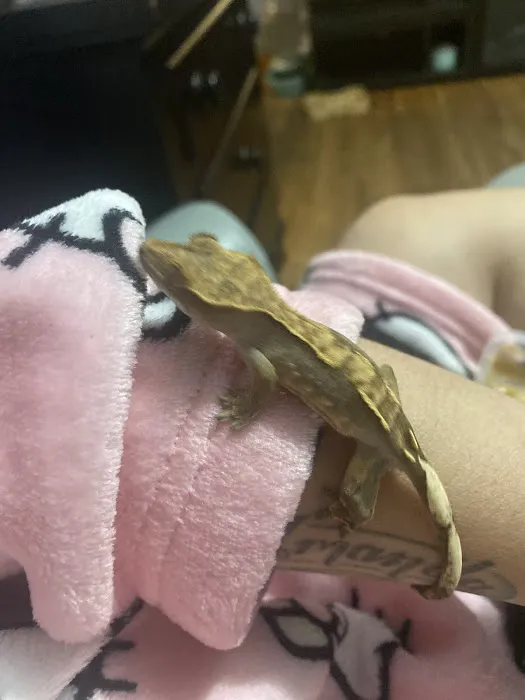 Pets Burg Picture 2