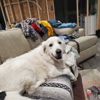 Altmeyer Veterinary Hospital ico