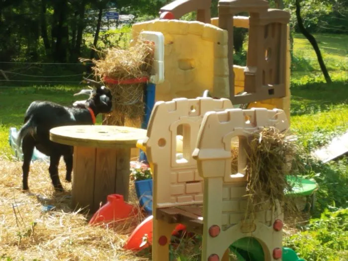 Countryside Animal Health - Smicksburg Picture 2