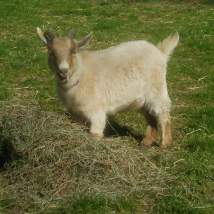 Countryside Animal Health - Smicksburg Picture 6