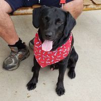 Countryside Animal Health - Smicksburg ico