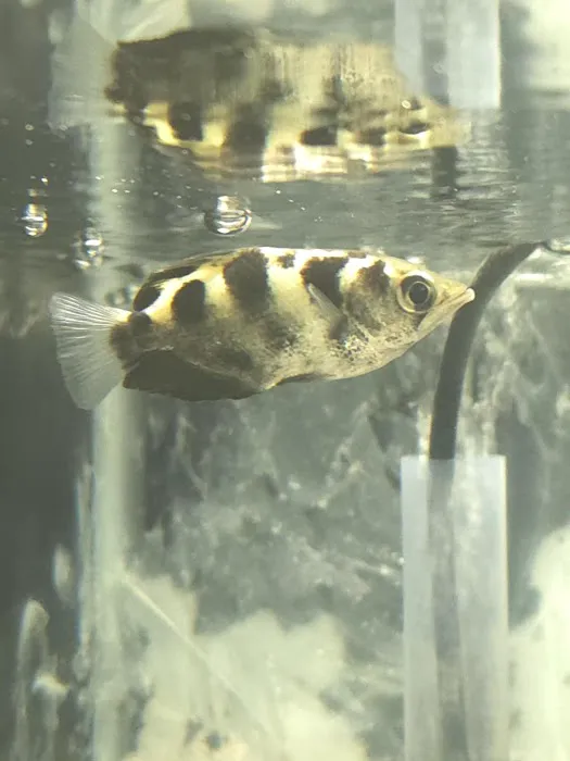 DNA Aquatic Picture 5
