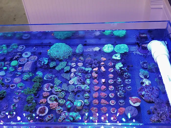 DNA Aquatic Picture 7