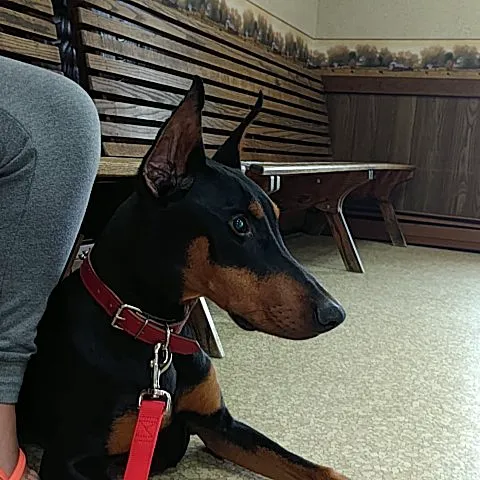 Kittanning Veterinary Hospital Picture 1