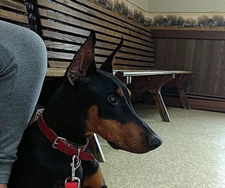 Kittanning Veterinary Hospital
