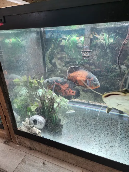 Northside Aquatics LLC Picture 3