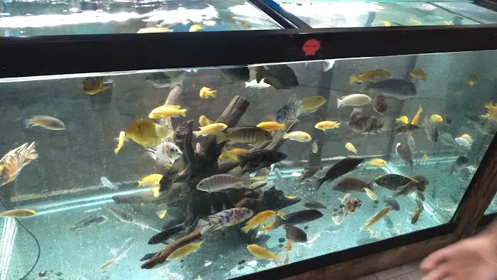 Northside Aquatics LLC Picture 6