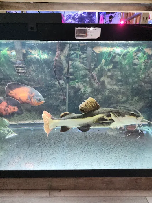 Northside Aquatics LLC Picture 2