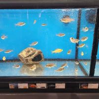 Northside Aquatics LLC ico