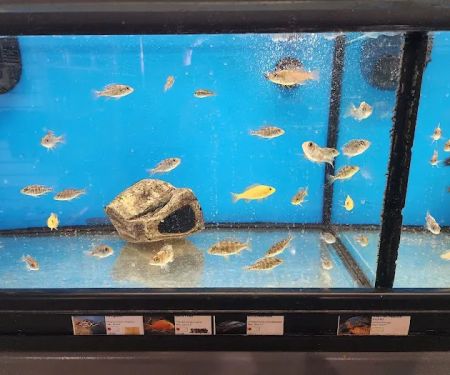 Northside Aquatics LLC