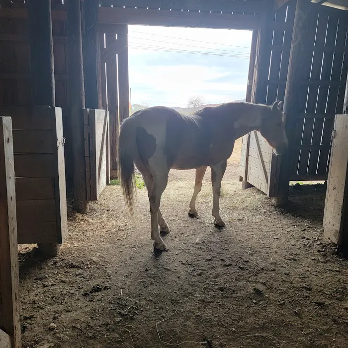 Robert L Lash Veterinary Associates Picture 4