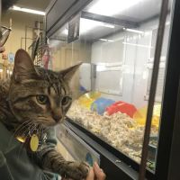 Petco ico