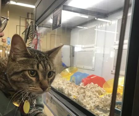 Petco