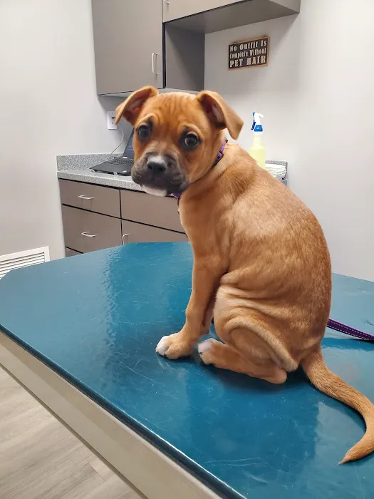 Kiski Valley Animal Clinic Inc Picture 9