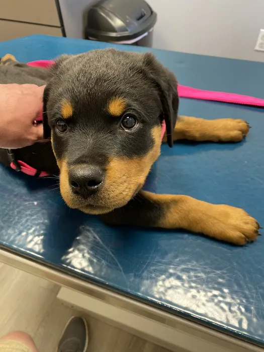 Kiski Valley Animal Clinic Inc Picture 7