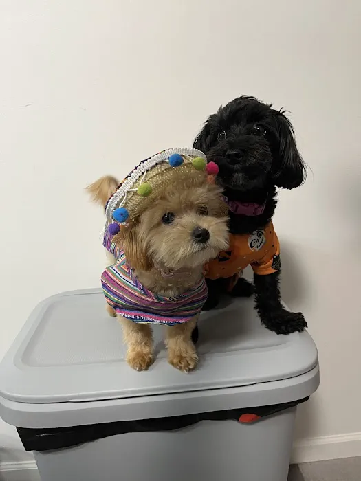 Kiski Valley Animal Clinic Inc Picture 4