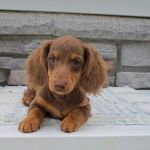 Country-Side Kennels