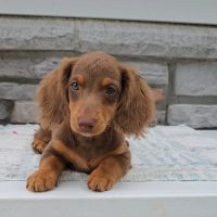 Country-Side Kennels ico
