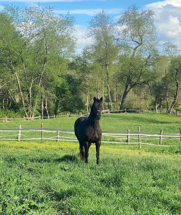 Fox Run Equine Center Picture 1