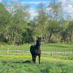 Fox Run Equine Center