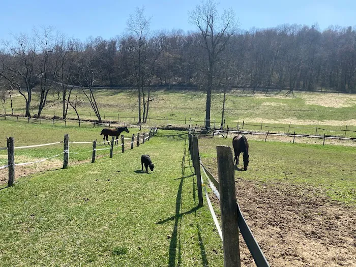 Fox Run Equine Center Picture 6