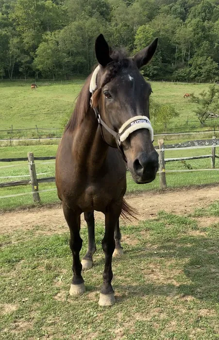 Fox Run Equine Center Picture 2