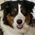 WT Mini Aussies