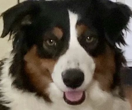 WT Mini Aussies
