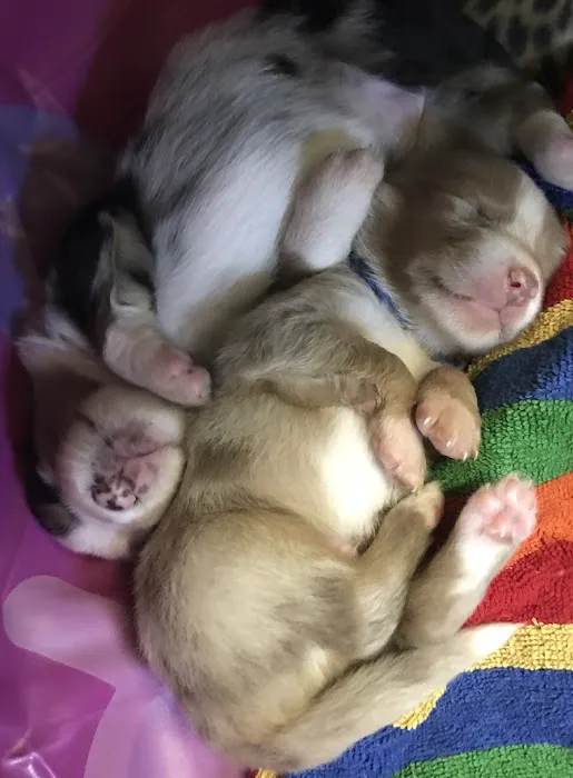 WT Mini Aussies Picture 4