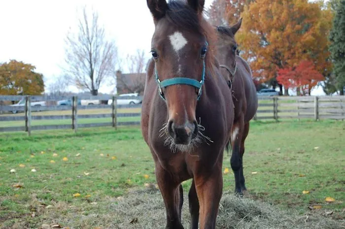 Allegheny Equine Associates Picture 10