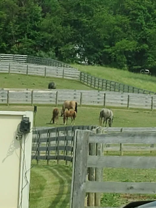 Allegheny Equine Associates Picture 2