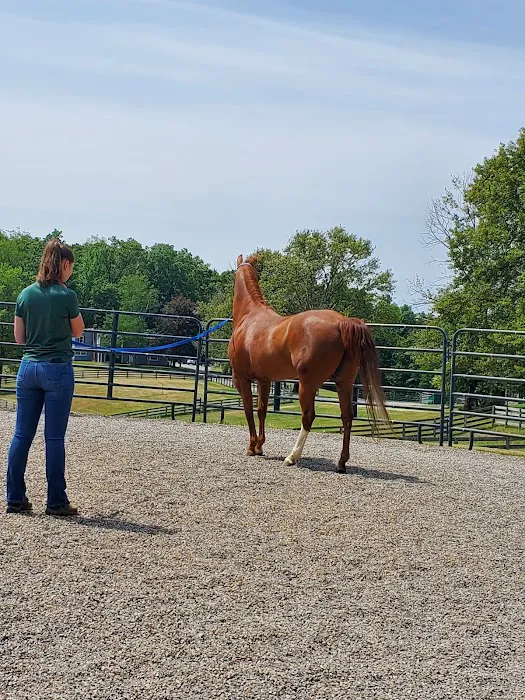 Allegheny Equine Associates Picture 1