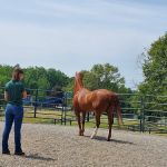 Allegheny Equine Associates