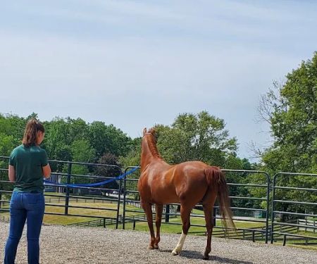 Allegheny Equine Associates