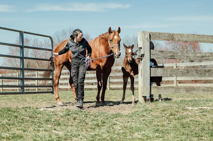 Allegheny Equine Associates Picture 9