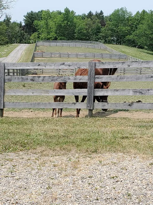 Allegheny Equine Associates Picture 4