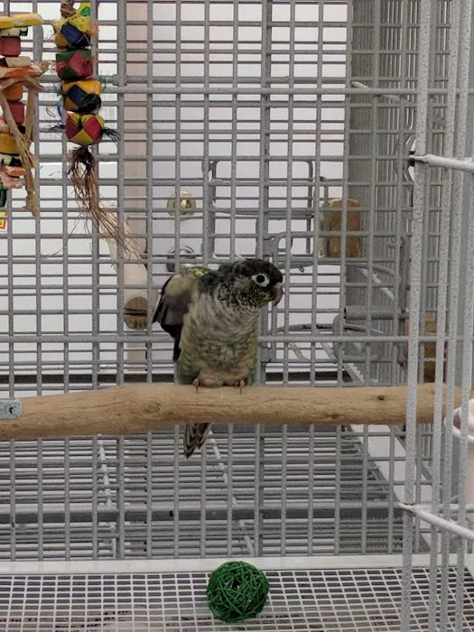 Jo's Exotic Birds Ltd Picture 8