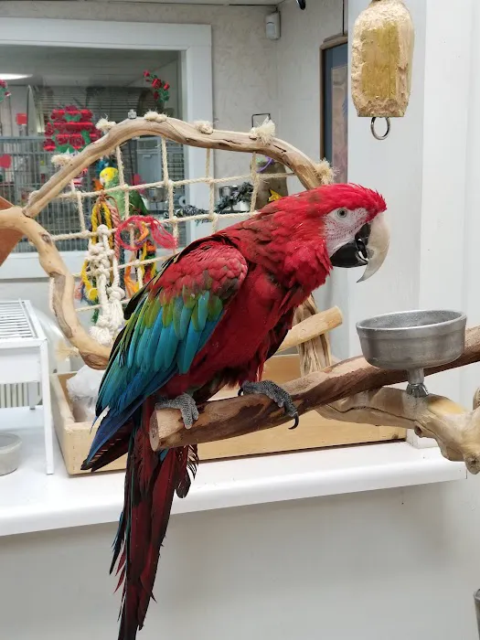 Jo's Exotic Birds Ltd Picture 2