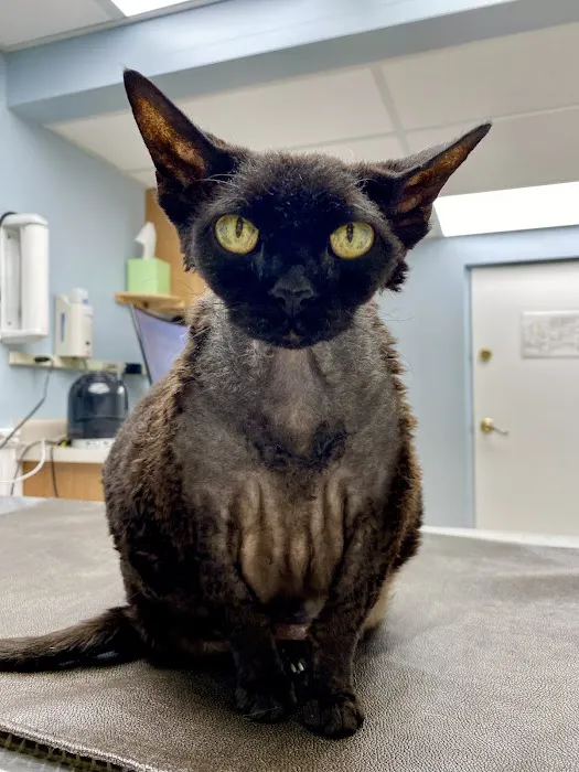 East Suburban Animal Hospital Picture 7
