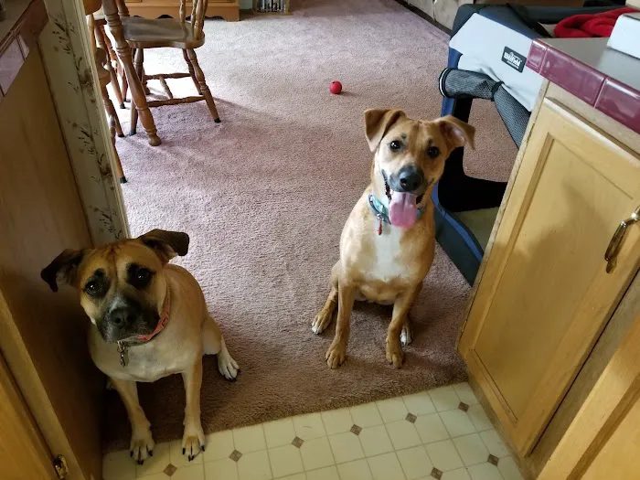 East Suburban Animal Hospital Picture 9